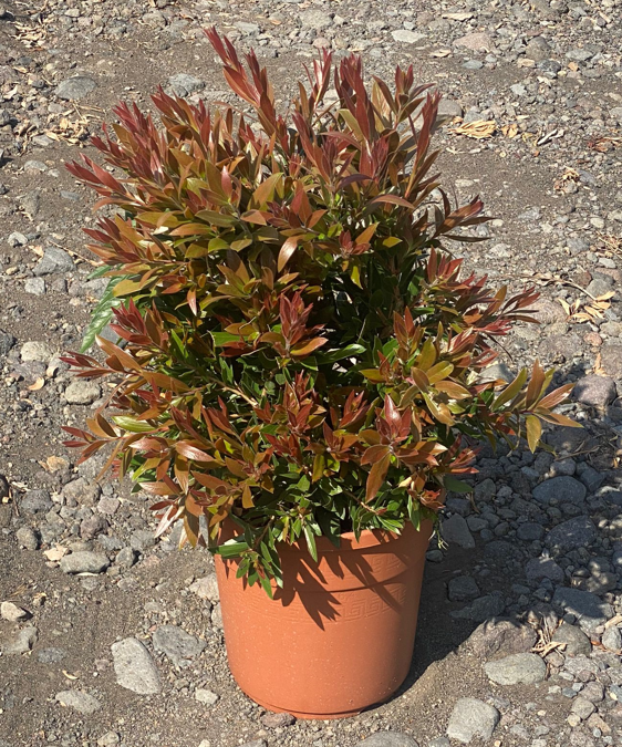 <h4>Callistemon citrinus</h4>