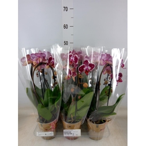 Phalaenopsis  'Elegant Cascade'