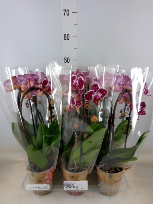 <h4>Phalaenopsis  'Elegant Cascade'</h4>