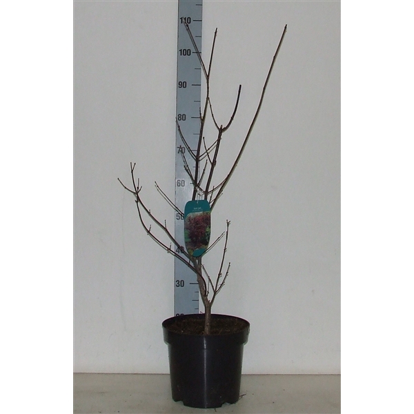 <h4>Acer palmatum 'Trompenburg' P26 Full CC</h4>