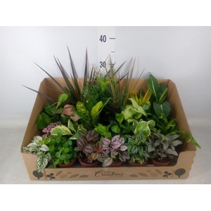 Planten Groen   ...mix 24