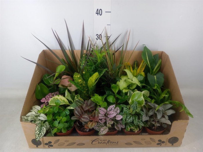 <h4>Planten Groen   ...mix 24</h4>