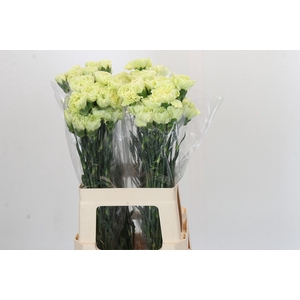 Dianthus St Voragine
