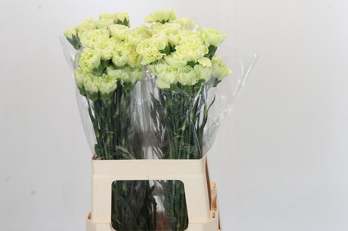 <h4>Dianthus St Voragine</h4>