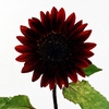 Heliant Sunfill Purple