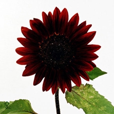 Heliant Sunfill Purple