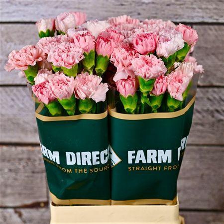 <h4>Di St Rainbow Pink</h4>