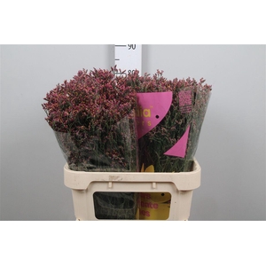 Lim Sin Scarlet Diamond