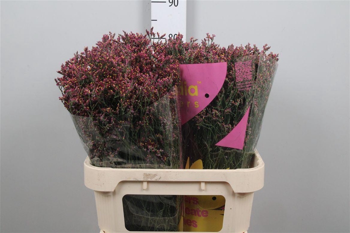 <h4>Lim Sin Scarlet Diamond</h4>