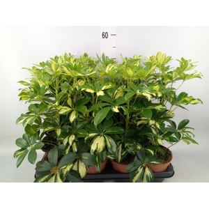 Schefflera arbor. 'Gerda'
