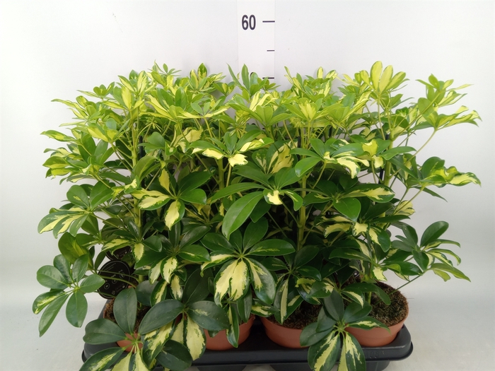 <h4>Schefflera arbor. 'Gerda'</h4>