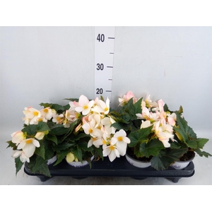 Begonia boliv. 'Beauvilia White'