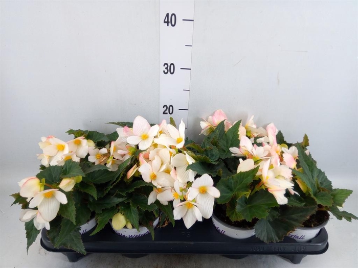 <h4>Begonia boliv. 'Beauvilia White'</h4>