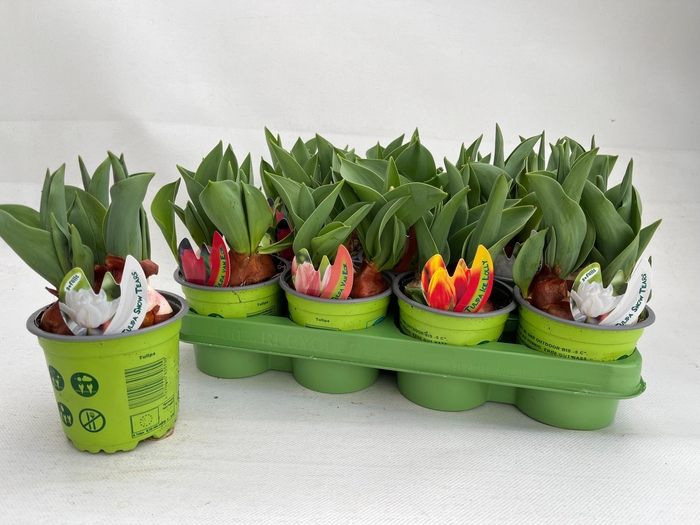 <h4>TUL GEM 4 KLEUREN</h4>