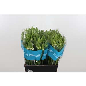 Ornithogalum T Mount Fuji