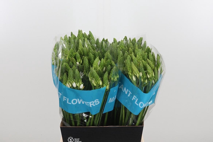 <h4>Ornithogalum T Mount Fuji</h4>