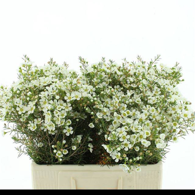 <h4>CHAME IVORY PEARL</h4>