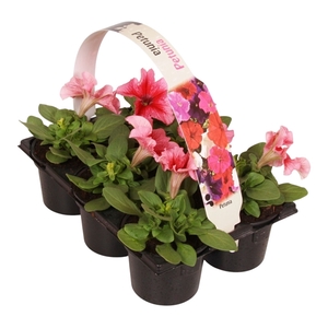 Petunia roze ader 6p