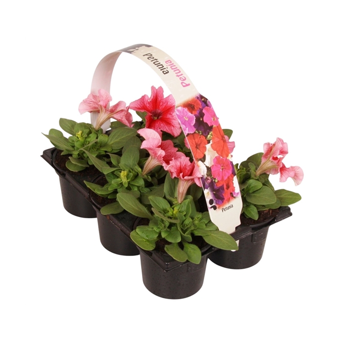 <h4>Petunia roze ader 6p</h4>