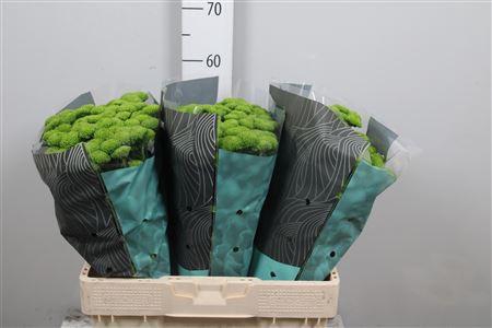 <h4>Chr S Country</h4>