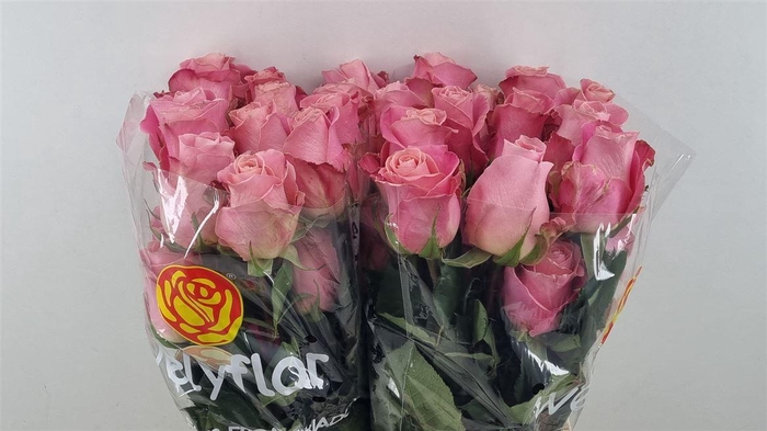 <h4>R Gr Hermosa</h4>