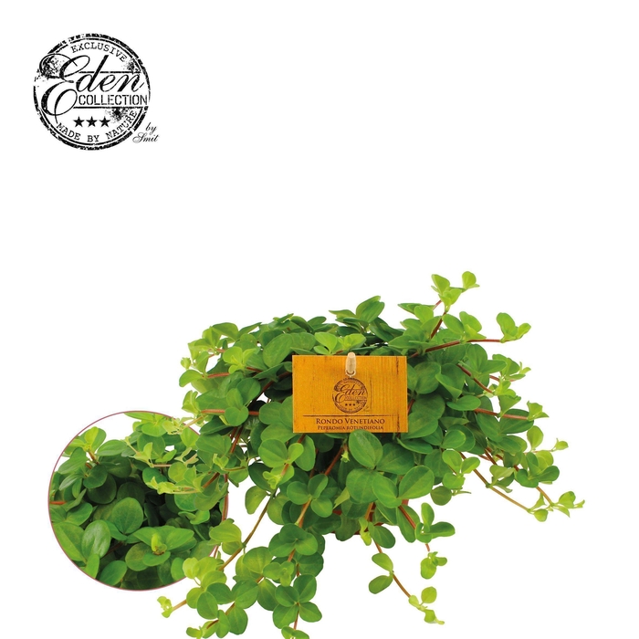 Peperomia Rotundifolia 10,5cm