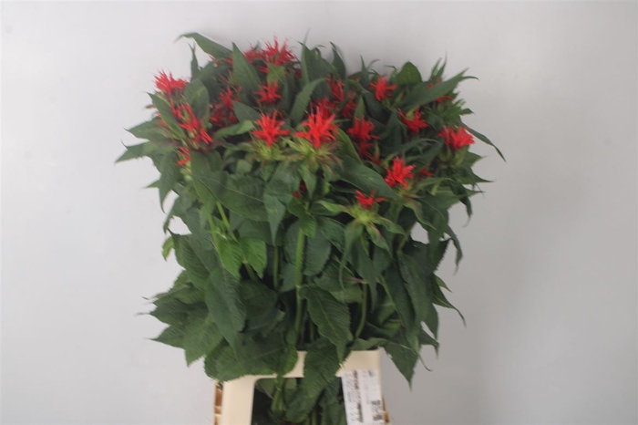<h4>Monarda Red Fountain</h4>