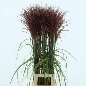 Miscanthus Malepartus
