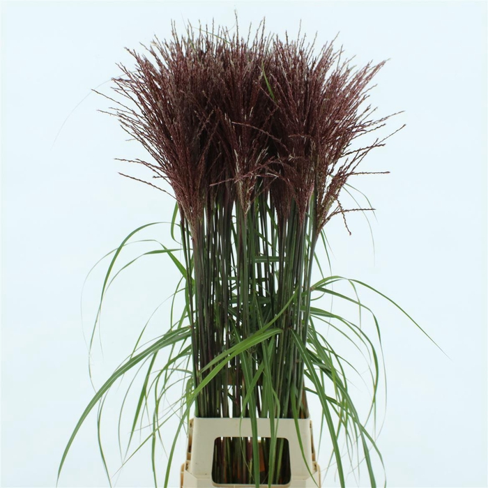 <h4>Miscanthus Malepartus</h4>