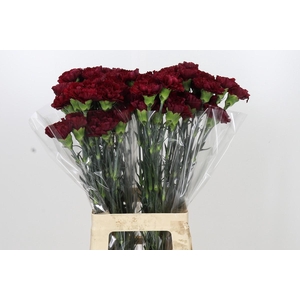 Dianthus St Zurigo