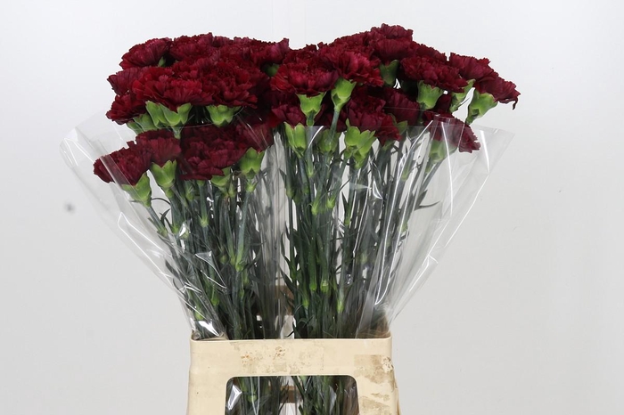 <h4>Dianthus St Zurigo</h4>
