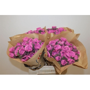 Anem Marianne Powder Fuchsia