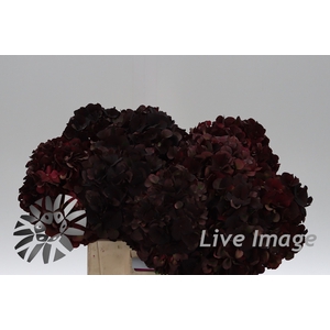 Hydrangea mag dark ruby classic
