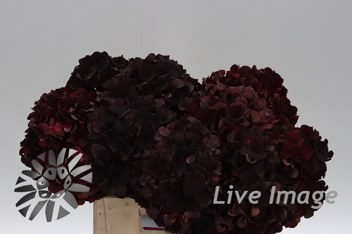 <h4>Hydrangea mag dark ruby classic</h4>