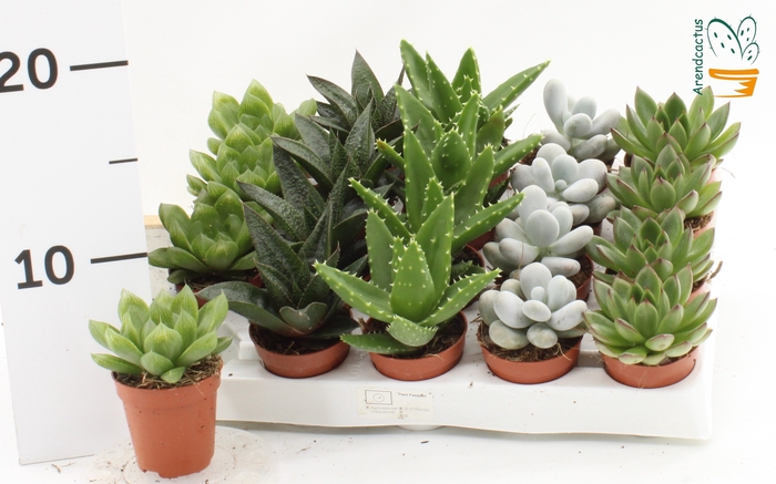 <h4>SUCC GEM 5 SRT</h4>