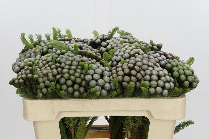 <h4>BRUN ALBIFLORA</h4>