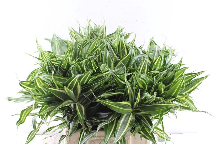 <h4>Sandriana Victory</h4>