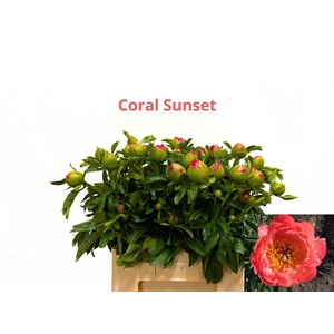PAEO L CORAL SUNSET