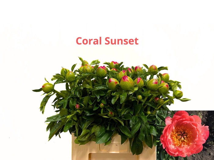 <h4>PAEO L CORAL SUNSET</h4>