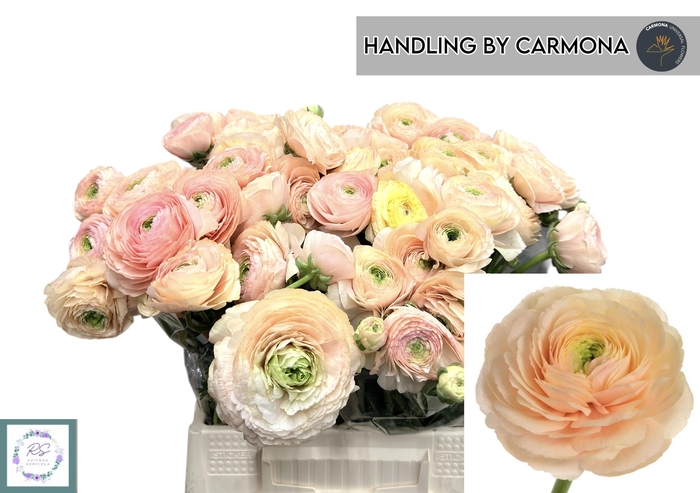 <h4>RAN SU TUAREG</h4>