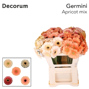 Germini Mix Apricot Water