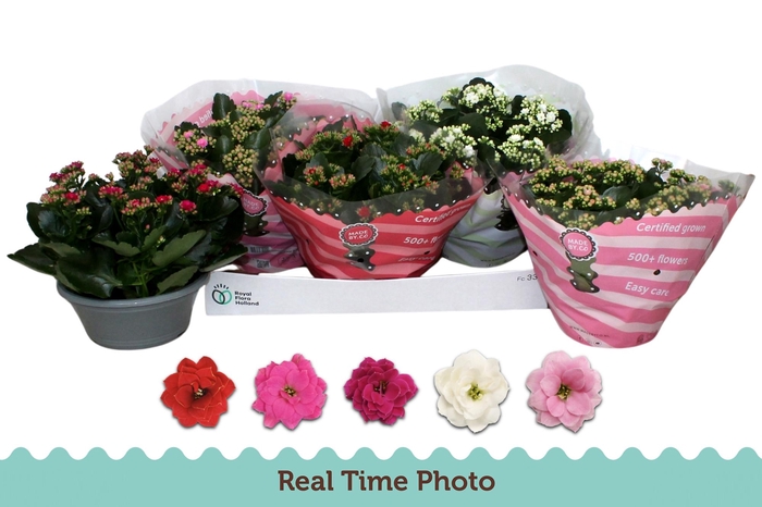 <h4>Kal Ge Gem 5 Kl</h4>