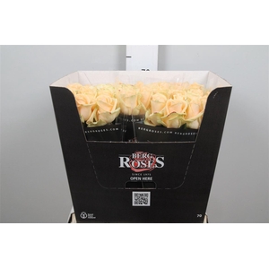 R Gr Avalanche Peach