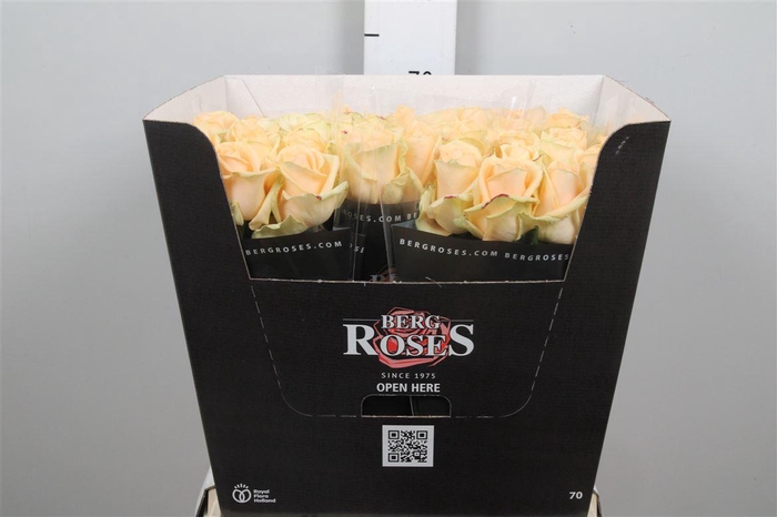 <h4>R Gr Avalanche Peach</h4>