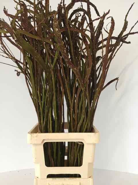 <h4>Salix Sekka Bandwilg</h4>