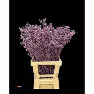 Waxflower Lila