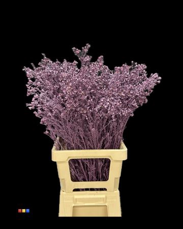 <h4>Waxflower Lila</h4>