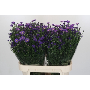 Aster Casamare