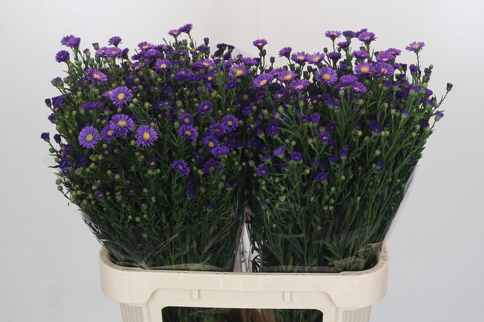 <h4>Aster Casamare</h4>