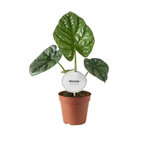 Alocasia overig